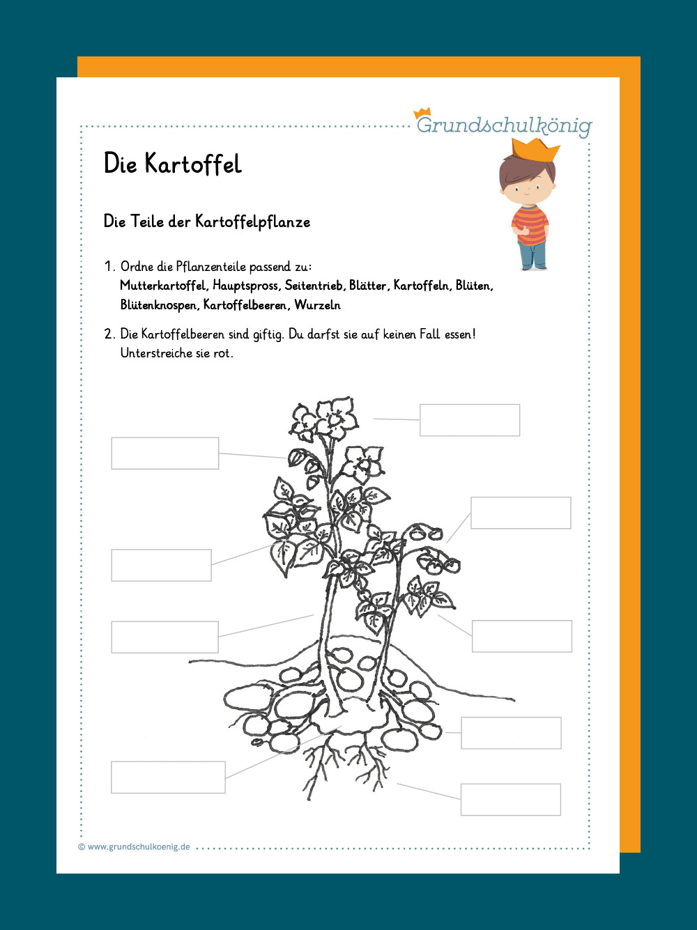 Kartoffel Arbeitsblatt
 Kostenlose Kartoffel Arbeitsblätter für Grundschule PDF Steckbrief